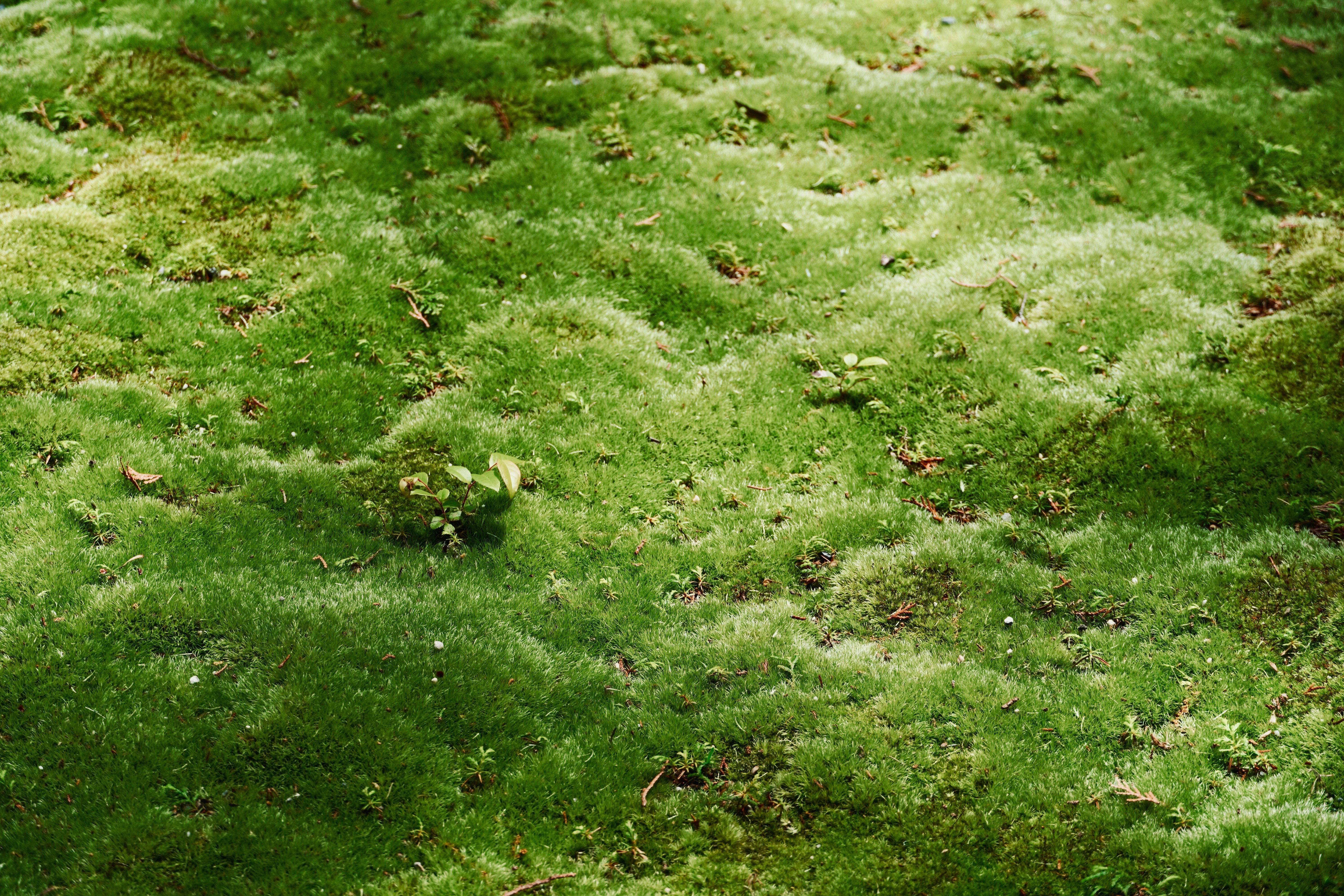 珪藻土バスマットが敷かれた、清潔感のある明るいバスルームの脱衣所の写真