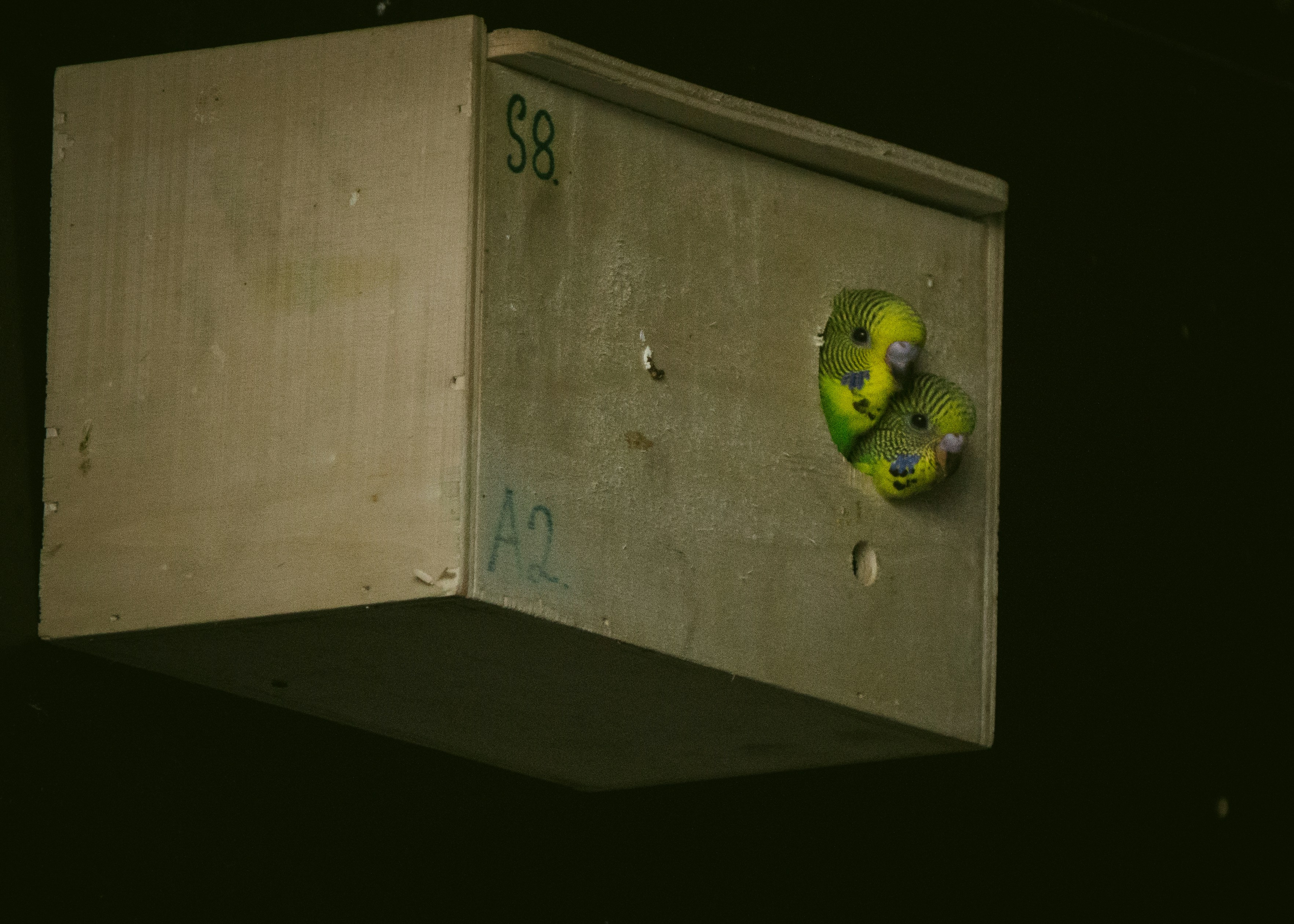 キッチンカウンターに並んだ、デザインの異なるおしゃれな調味料ボトルのクローズアップ