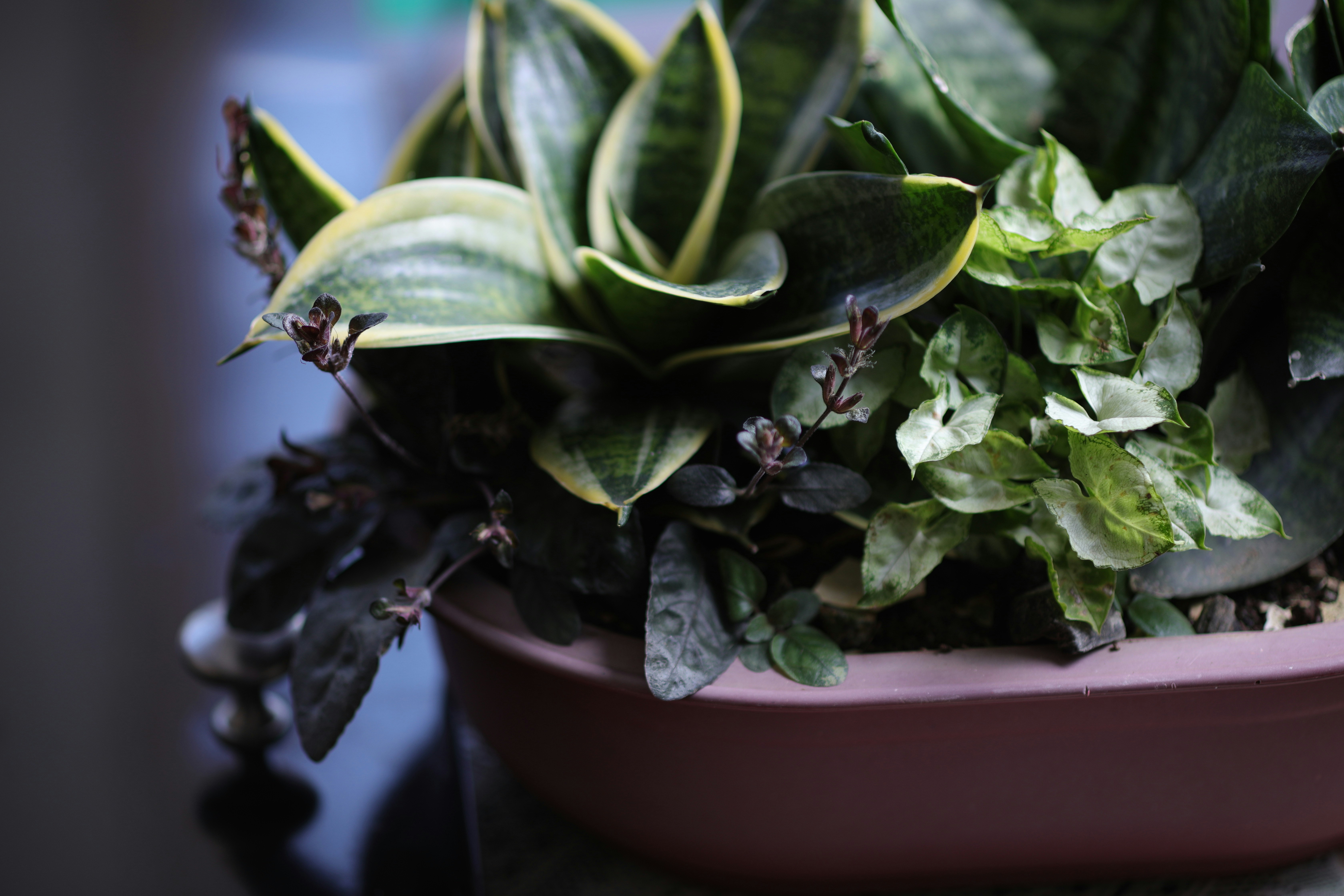 ワンプッシュで洗剤が出る様子を写した、OXOの洗剤ボトルのクローズアップ