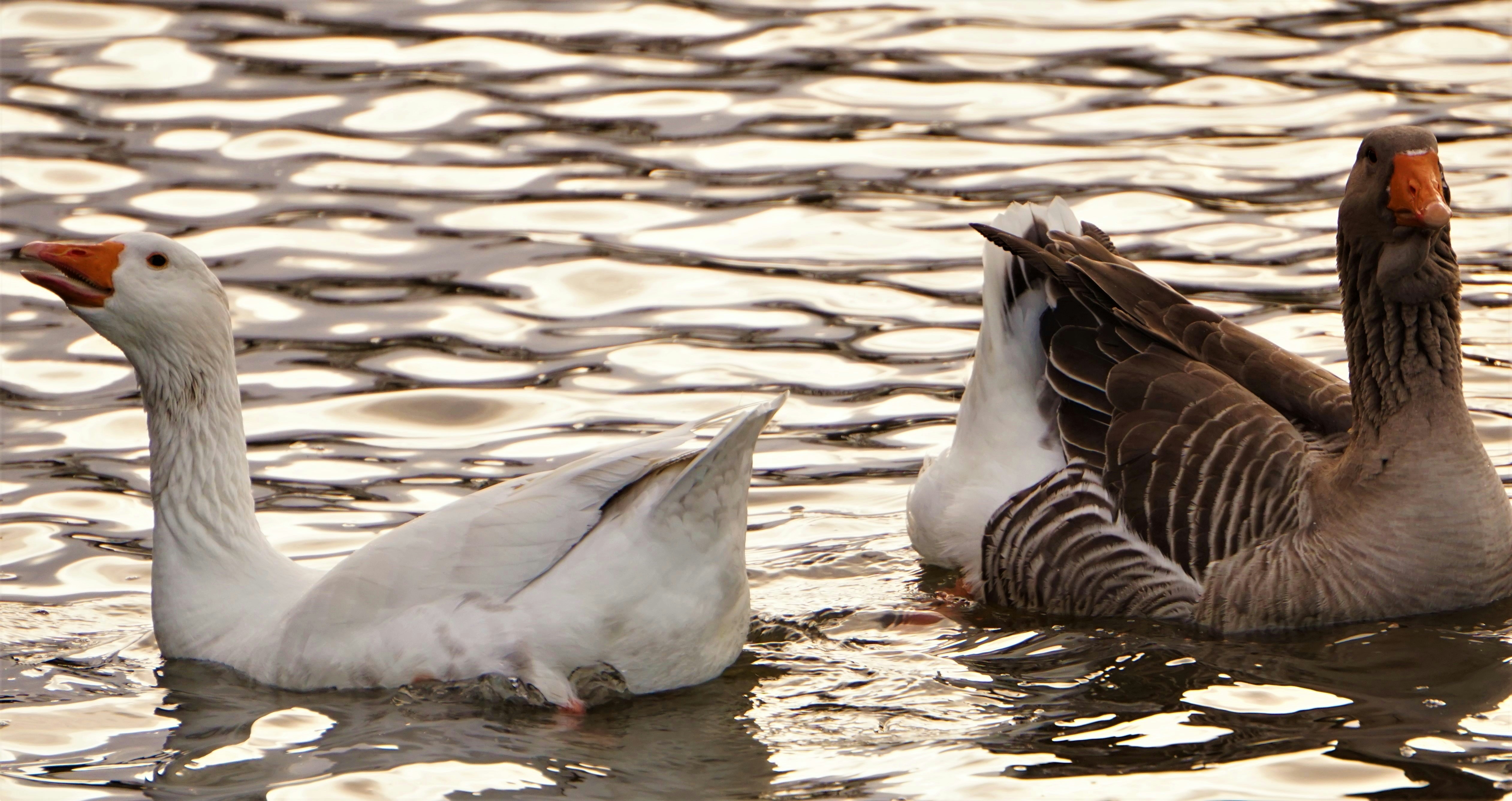キットに入っている様々な色や形のビーズのクローズアップ写真